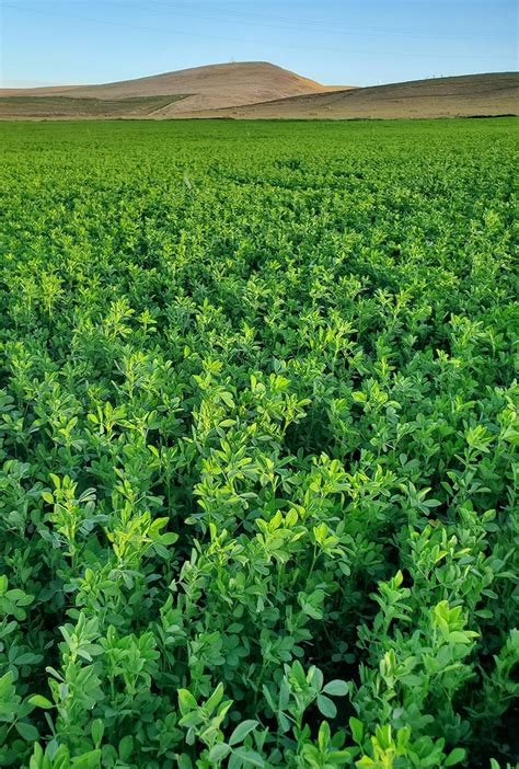 Green Stripe Premium USA Alfalfa Seeds - Certified Weed Free - India | Ubuy