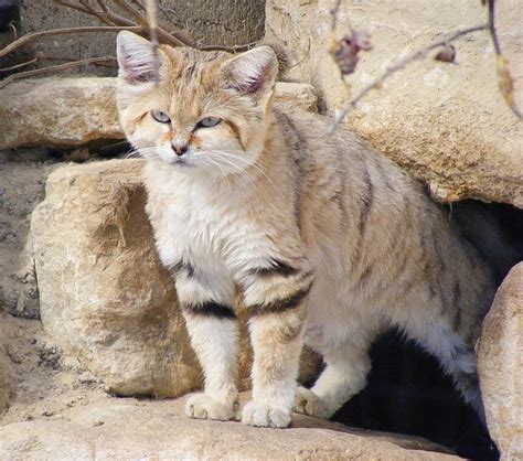 The Sand Cat: A Small and Beautiful Animal of the Desert - Owlcation
