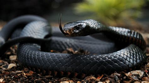 Black Mamba - Deadly Poisonous Snake