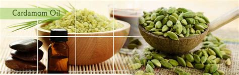 Cardamom Oil Benefits | Uses for Skin, Digestion, Sleep & More
