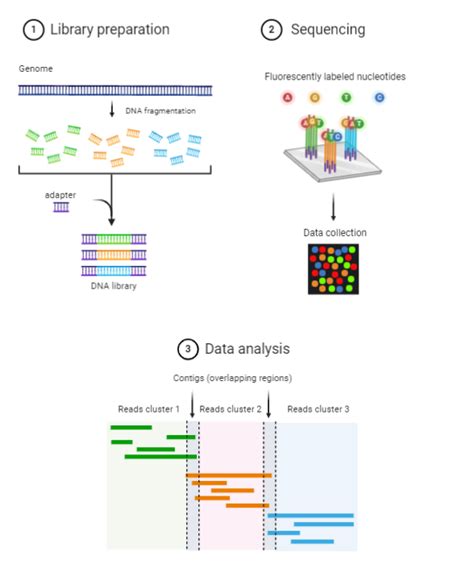 Next-Gen Sequencing Explained 的图像结果