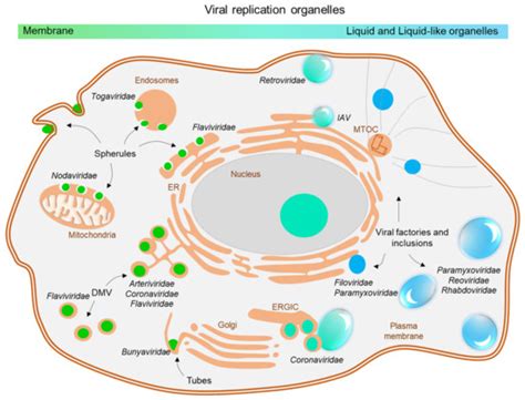 Cells | Special Issue : Virus — Host Cell Interactions