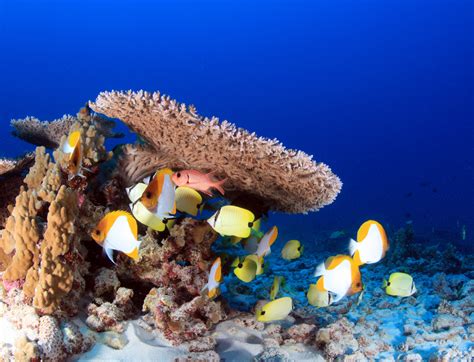 12 Exotic Wildlife In Maldives For A Thrilling Holiday In 2025