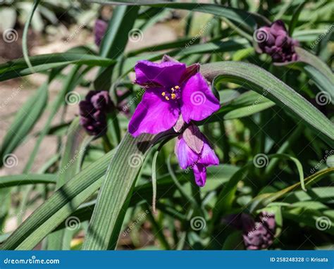Award-winning Spider Lily (Tradescantia) Concord Grape Flowering with ...
