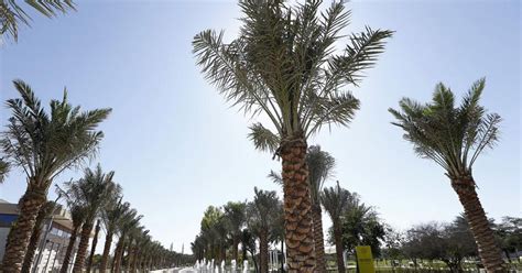 5 things to do today: Plan to visit Mushrif Central Park on opening ...