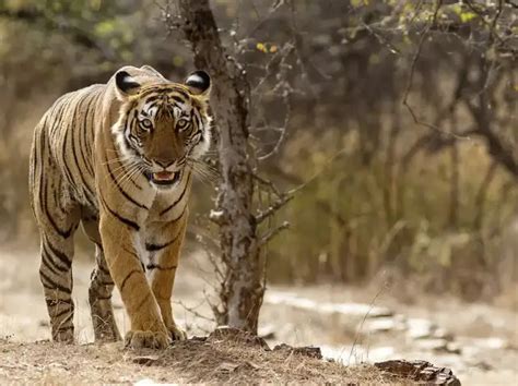 Last call: 6 National Parks to visit before monsoon shutdowns - Jim ...