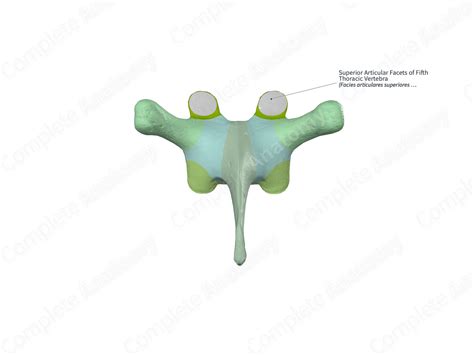 Superior Articular Facets of Fifth Thoracic Vertebra | Complete Anatomy