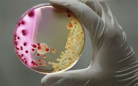 中国科学家发现“吃塑料”真菌_生物探索
