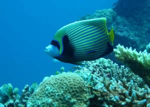 onlince collectios 30.48 cm fish Sticker Poster, Animals stickers, (18 ...