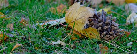 Download wallpaper 2560x1024 cone, leaves, dry, grass, macro ultrawide ...