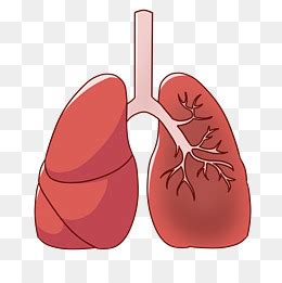 肺的简笔画彩色图片