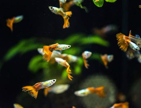 How Many Guppies in a 30 Gallon Tank Is Recommended?