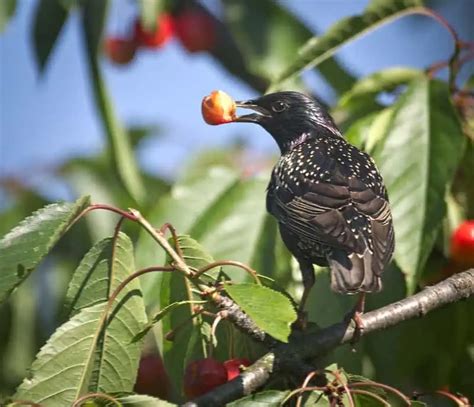 Image result for Fruit Tree Varieties