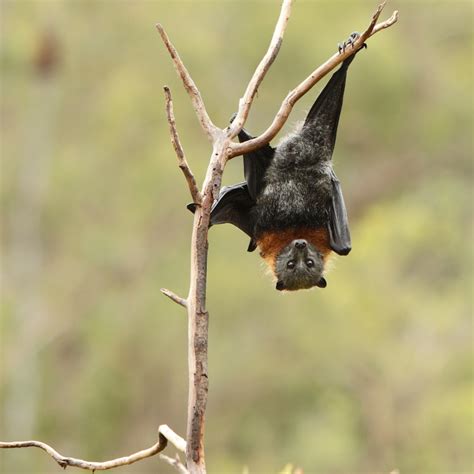 Why Are Bats Special Mammals at Jonathan Hubbard blog