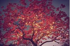 Pretty Fall Backgrounds With Lights by Autumn Tree Lights Pictures Photos And Images For Pretty Fall Backgrounds With Lights