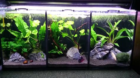 10 gallon tank, divided in 3 parts, good betta tank, live plants ...