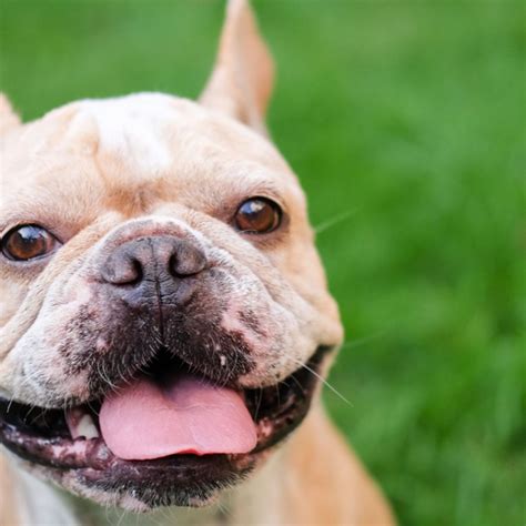 How Is A Dogs Mouth Cleaner Than A Humans