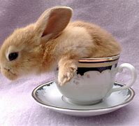 Image result for Cute Little Bunny