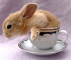 Image result for Cute Little Bunny Rabbit