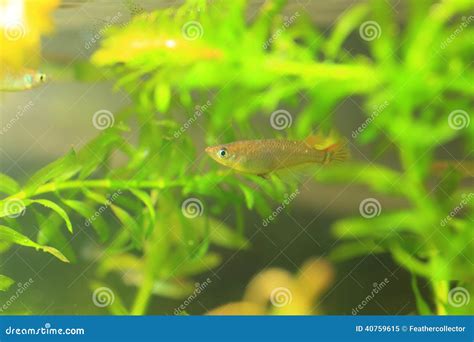 Java Rice Fish 的图像结果