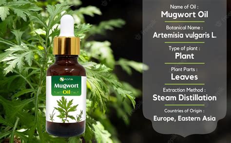 Buy Mugwort Oil (Artemisia vulgaris) 100% Pure & Natural With Dropper ...