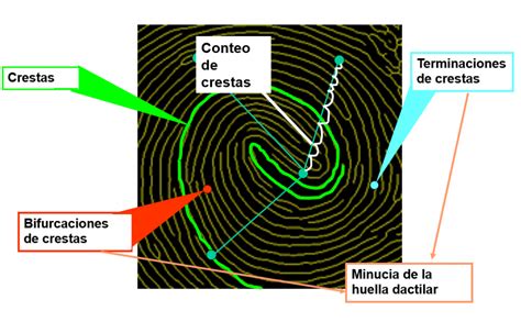 Tipos de Dactileras y Sus Características