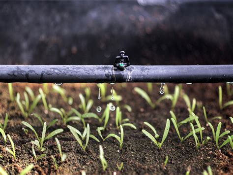 Electrifying Hydroponics: Scientists Make Barley Grow 50% Faster