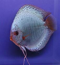 kffisch online kaufen diskusfische kaufen fische diskusfische fische kffisch online kaufen diskusfische kaufen fische diskusfische fische