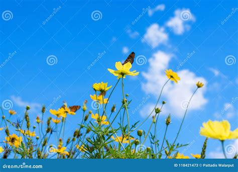 Yellow Cosmos Flowers Against the Bright Blue Sky Stock Image - Image ...