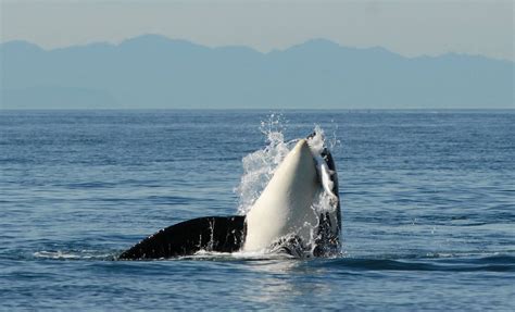 Survive the Sound - Fish Tracking