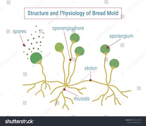 Biology Diagram Shows The Basic Structure Of Fungi (mold,, 58% OFF