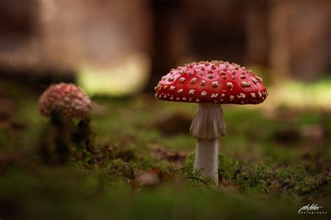 Wallpaper : Pits Art, mushroom, grass, depth of field, nature, closeup, red 2048x1365 - jrmnt ...