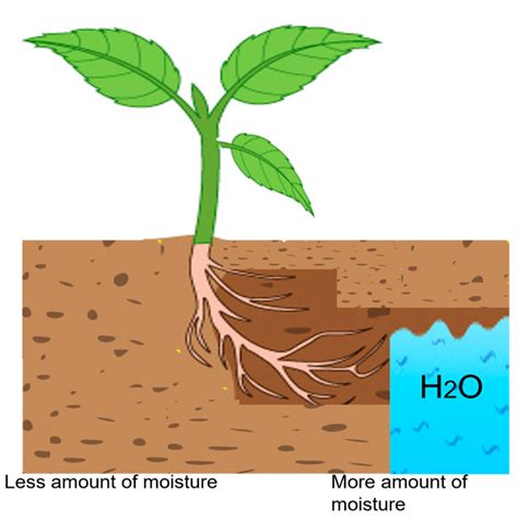 Hydrotropism: Understanding the Impact of Water on Plant Movement and ...