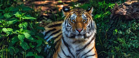 Bengal Tiger In The Jungle