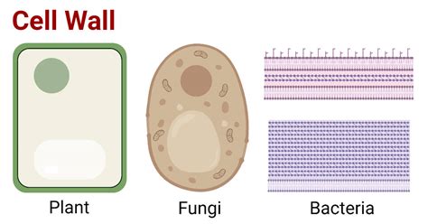 Fungi Cell Structure 的图像结果