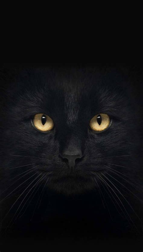 抖音黑猫睁眼无水印壁纸_抖音黑猫睁眼高清动态壁纸下载_游戏吧
