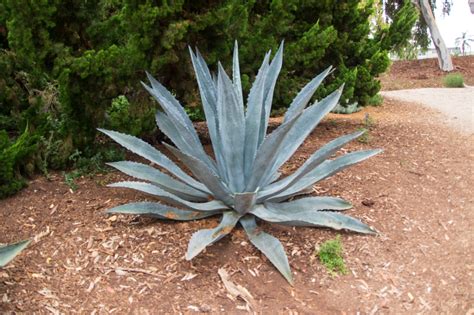 Agave Silver Americana – Plant and Pot Co.