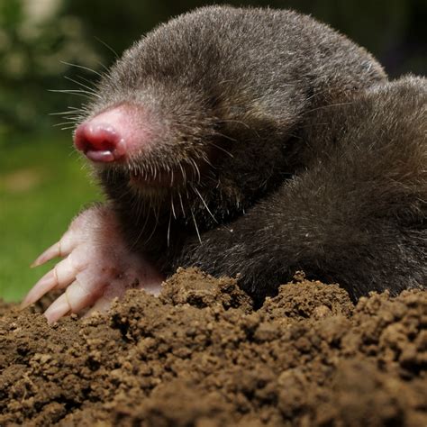 Wildlife Control for Moles: Ground Mole Removal and Control in Atlanta ...