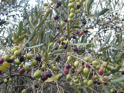 Origin and History of the Olive | IntechOpen