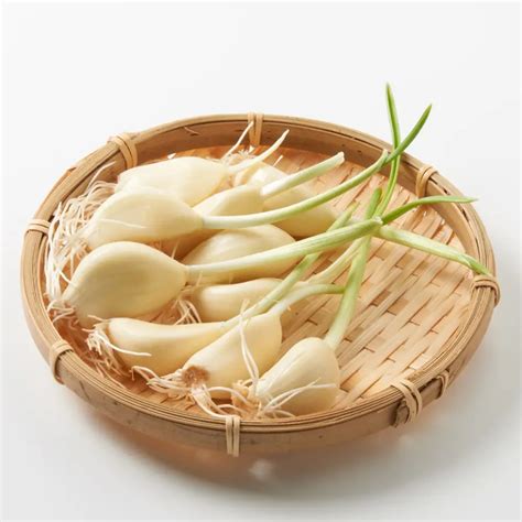 Plantar ajos tiernos: todos los secretos para cultivarlos con éxito en ...