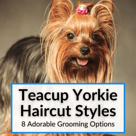 Teacup Yorkie Haircut Styles (8 Adorable Grooming Options)