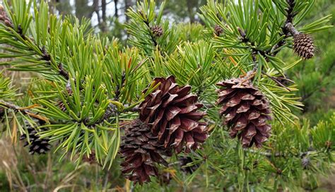 Maryland Biodiversity Project - Virginia Pine (Pinus virginiana)