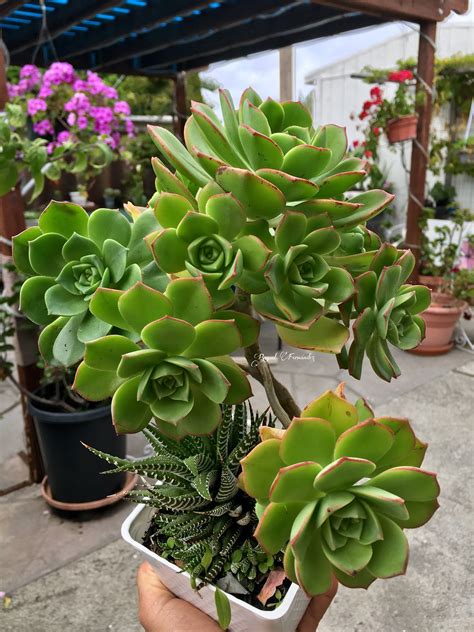 Aeonium haworthii – Artofit