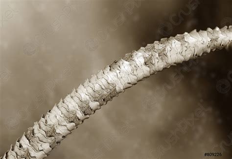 Hair Damage Under Microscope at John Mcginnis blog