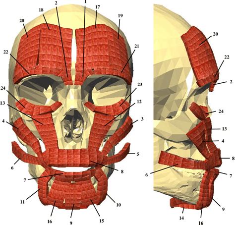 Muscle Head Model Computer Graphics Simulation 的图像结果