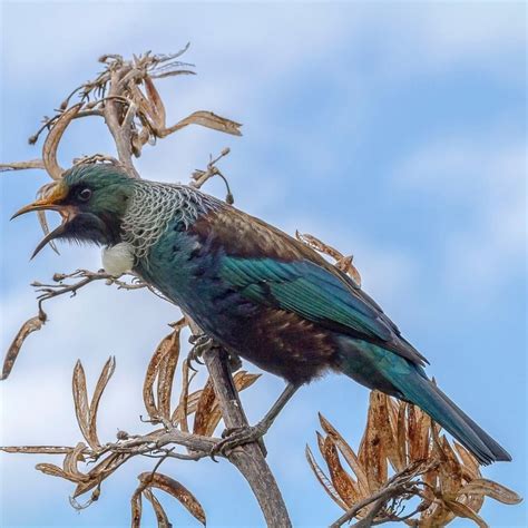 What does endemic, native and introduced mean for NZ birds? — Kohab