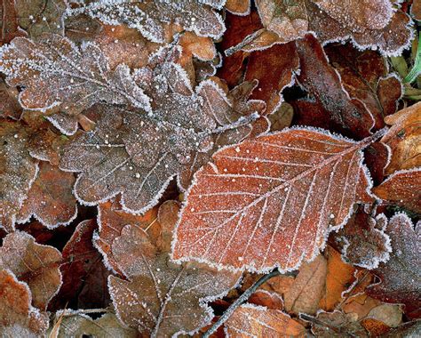Image result for frost on leaves