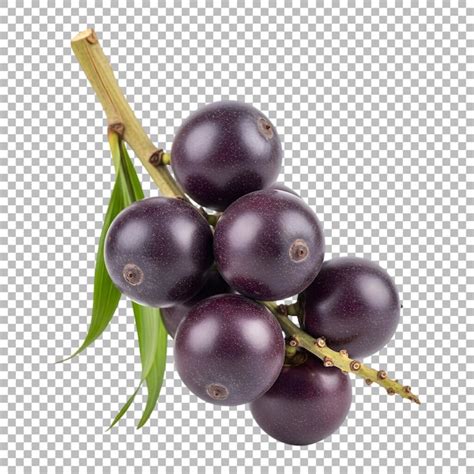 Acai Berry Cluster Closeup of fresh acai berries on branch | PSD Premium