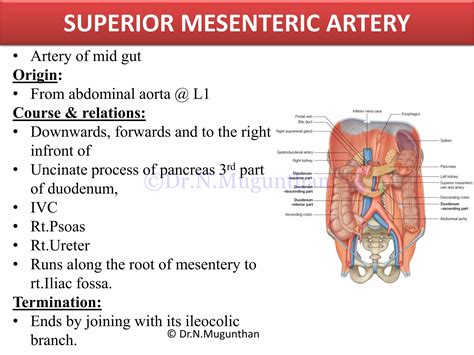 Mesentery, jejunum, ileum & superior mesenteric artery -PDF Lecture ...