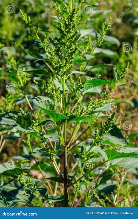 Iva Xanthiifolia Plants Cyclachaena Xanthiifolia, Giant Sumpweed, Marsh ...